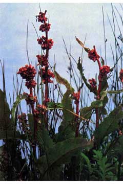 Rumex occidentalis Western Dock Rumex occidentalis Western Dock