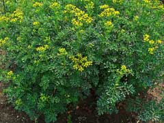 Ruta graveolens Rue, Common rue, Herb of Grace, Garden Rue Ruta graveolens Rue, Common rue, Herb of Grace, Garden Rue