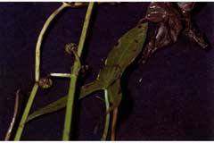 Sagittaria cuneata Wapato, arumleaf arrowhead Sagittaria cuneata Wapato, arumleaf arrowhead