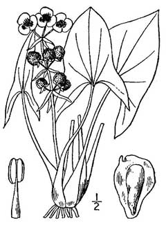 Sagittaria cuneata Wapato, arumleaf arrowhead Sagittaria cuneata Wapato, arumleaf arrowhead