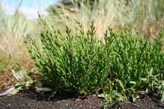 Salicornia europaea Glasswort Salicornia europaea Glasswort