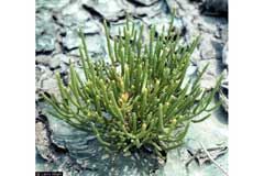 Salicornia virginica Virginia Glasswort Salicornia virginica Virginia Glasswort