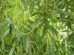 Salix alba vitellina Golden Willow Salix alba vitellina Golden Willow