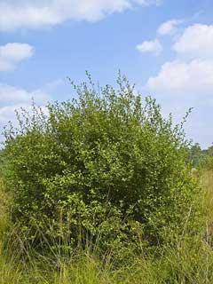 Salix aurita Eared Sallow Salix aurita Eared Sallow