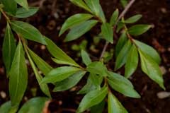 Salix daphnoides Violet Willow, Daphne willow Salix daphnoides Violet Willow, Daphne willow