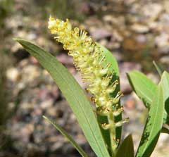 Salix gooddingii Goodding