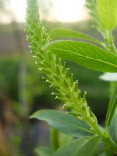 Salix triandra Almond-Leaved Willow, Almond willow Salix triandra Almond-Leaved Willow, Almond willow