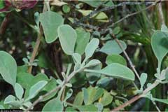 Salvia carnosa Purple Sage Salvia carnosa Purple Sage