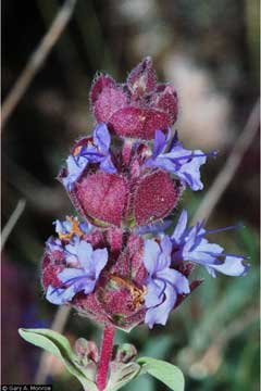 Salvia carnosa Purple Sage Salvia carnosa Purple Sage