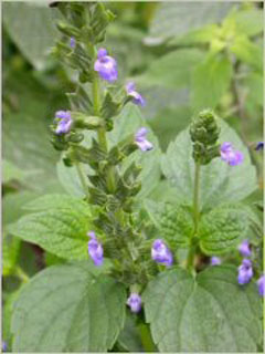 Salvia hispanica Mexican Chia, Chia Salvia hispanica Mexican Chia, Chia