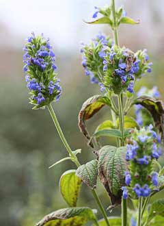 Salvia hispanica Mexican Chia, Chia Salvia hispanica Mexican Chia, Chia