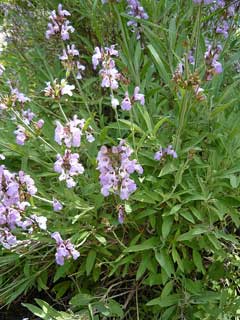 Salvia lavandulifolia Spanish Sage Salvia lavandulifolia Spanish Sage