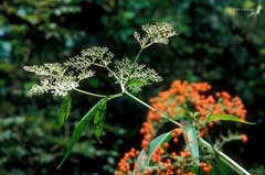 Sambucus chinensis Chinese Elder