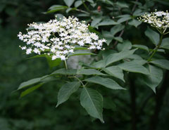 Sambucus nigra Elderberry - European Elder, Black elderberry,  American black elderberry,  Blue elderberry, Europea