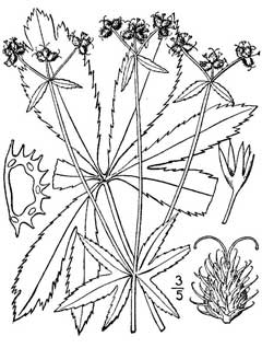 Sanicula marylandica Maryland Sanicle