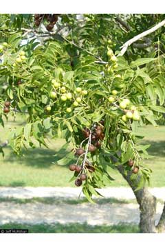 Sapindus drummondii Western Soapberry