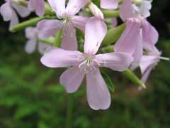 Saponaria officinalis Soapwort, Bouncingbet Saponaria officinalis Soapwort, Bouncingbet