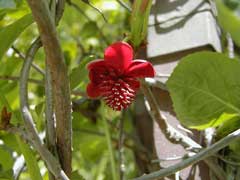 Schisandra rubriflora Schisandra rubriflora