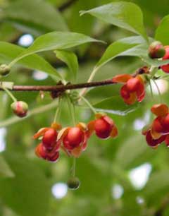 Schisandra sphenanthera 