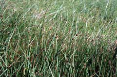 Scirpus americanus American Bulrush Scirpus americanus American Bulrush