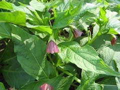 Scopolia japonica Japanese belladonna