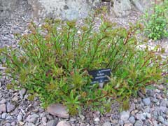 Sedum japonicum Sedum japonicum