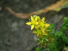 Sedum japonicum Sedum japonicum
