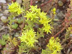 Sedum stenopetalum Wormleaf Stonecrop