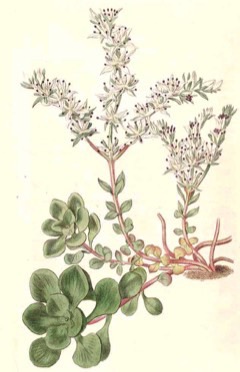Sedum ternatum Woodland stonecrop or Wild stonecrop