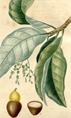Semecarpus anacardium Marking Nut Tree. Oriental Cashew
