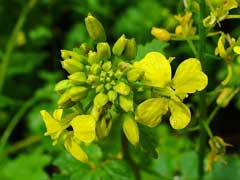 Sinapis alba White Mustard Sinapis alba White Mustard