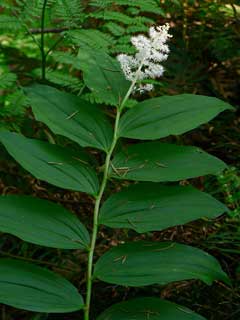Smilacina racemosa False Spikenard