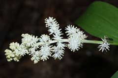 Smilacina racemosa False Spikenard