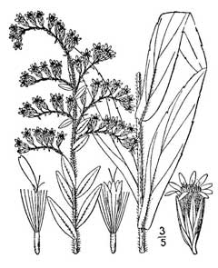 Solidago fistulosa Pine barren goldenrod Solidago fistulosa Pine barren goldenrod