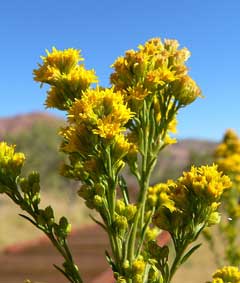 Solidago spectabilis Nevada Goldenrod Solidago spectabilis Nevada Goldenrod