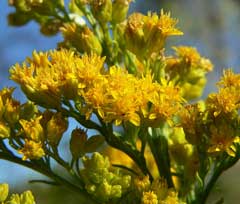 Solidago spectabilis Nevada Goldenrod Solidago spectabilis Nevada Goldenrod