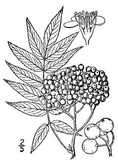 Sorbus americana American Mountain Ash Sorbus americana American Mountain Ash