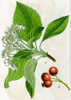 Sorbus aria Whitebeam, Chess-apple