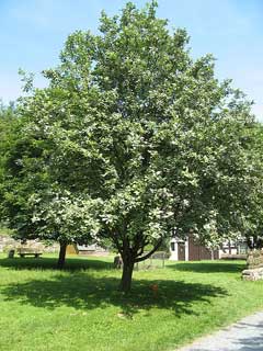 Sorbus aria Whitebeam, Chess-apple
