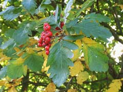Sorbus hybrida Swedish Service Tree, Oakleaf mountain ash Sorbus hybrida Swedish Service Tree, Oakleaf mountain ash