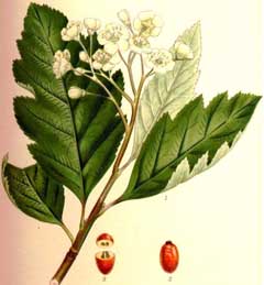 Sorbus intermedia Swedish Whitebeam Sorbus intermedia Swedish Whitebeam