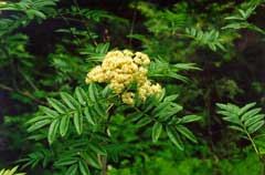 Sorbus scopulina Western Mountain Ash, Greene