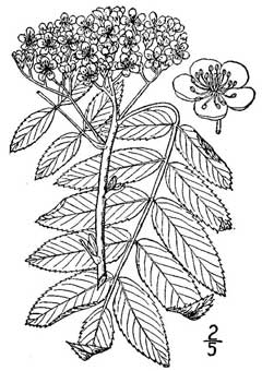 Sorbus scopulina Western Mountain Ash, Greene