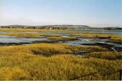 Spartina anglica Cord Grass, Common cordgrass Spartina anglica Cord Grass, Common cordgrass