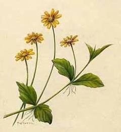 Sphagneticola trilobata Singapore daisy