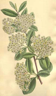 Spiraea henryi 