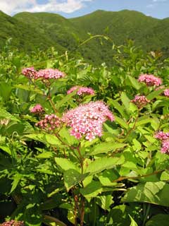 Spiraea japonica Japanese Spiraea, Japanese meadowsweet Spiraea japonica Japanese Spiraea, Japanese meadowsweet