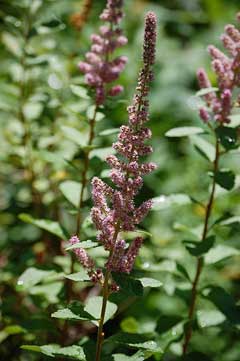 Spiraea tomentosa Hardhack, Steeplebush Spiraea tomentosa Hardhack, Steeplebush