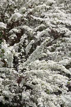 Spiraea x arguta Garland Spiraea Spiraea x arguta Garland Spiraea
