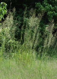 Sporobolus fimbriatus Perennial Dropseed. Dropseed grass Sporobolus fimbriatus Perennial Dropseed. Dropseed grass